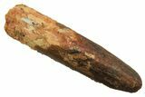 Fossil Sauropod Dinosaur (Titanosaur) Tooth - Morocco #298684-1